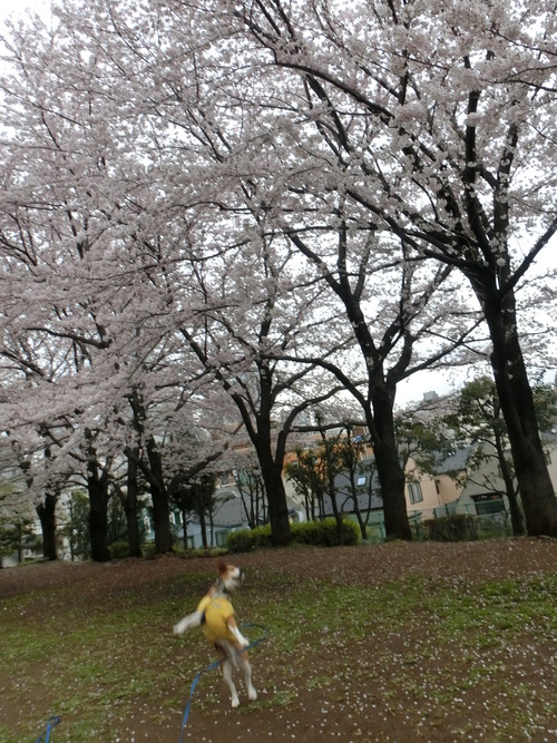 a0319693_844548.jpg