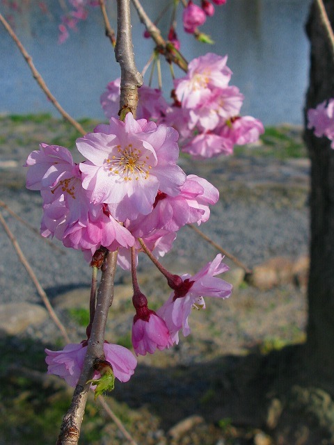 f0181394_10160200.jpg