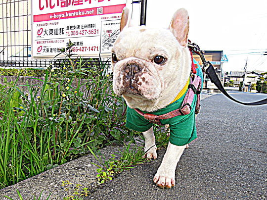 a0158613_16085361.jpg
