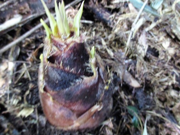 c0197220_7373062.jpg
