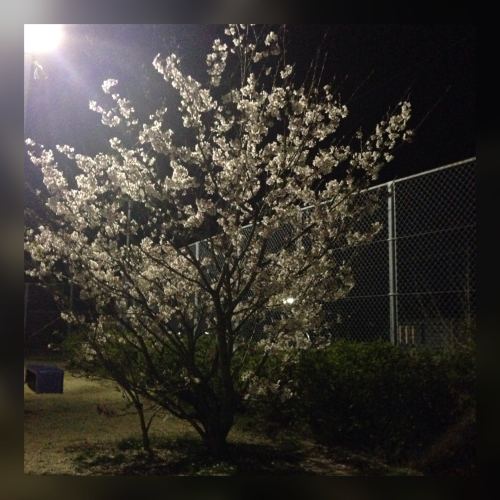 c0211221_20174519.jpeg