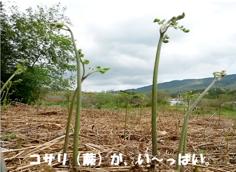 a0115924_15160830.png