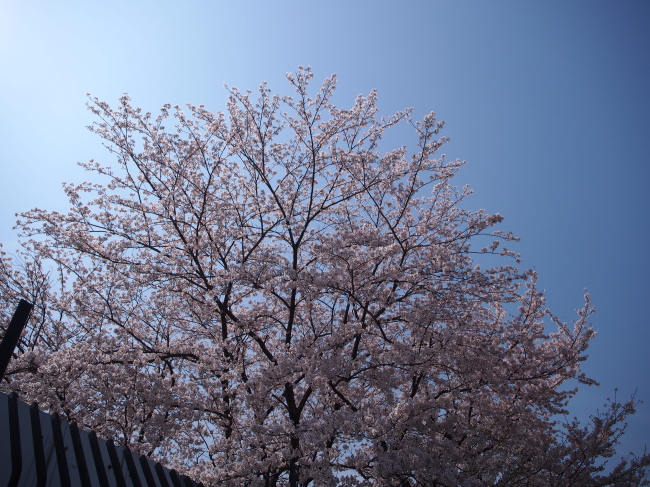 c0117831_1647449.jpg