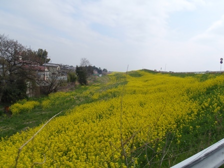 b0080342_07345763.jpg