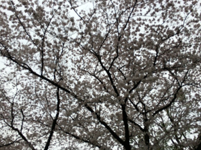b0162968_17183847.jpg