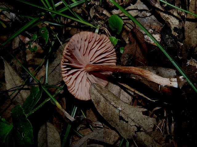 d0019074_8294389.jpg