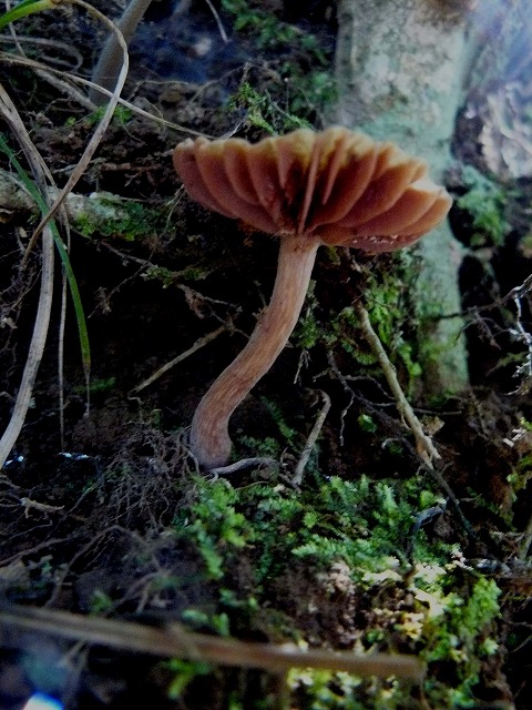 d0019074_8312676.jpg