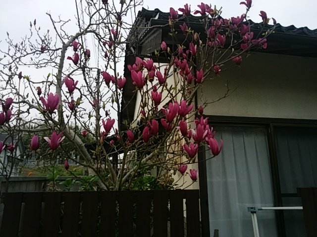 f0153475_17421790.jpg