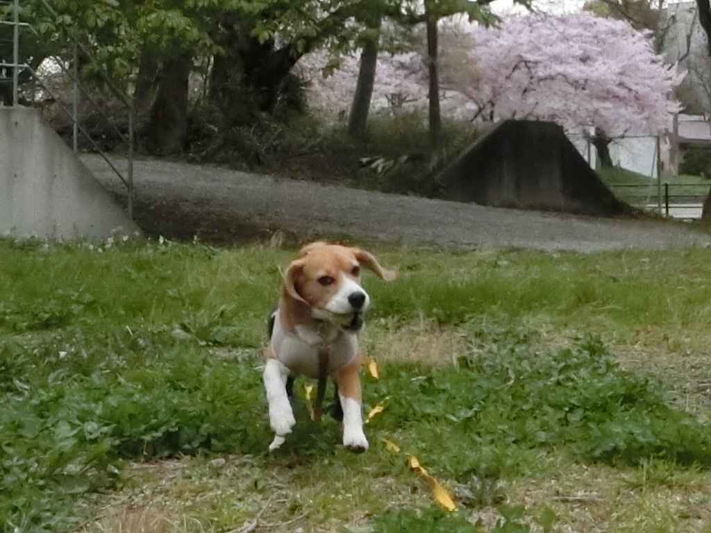 a0319693_849355.jpg