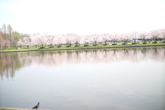 c0090198_20204360.jpg