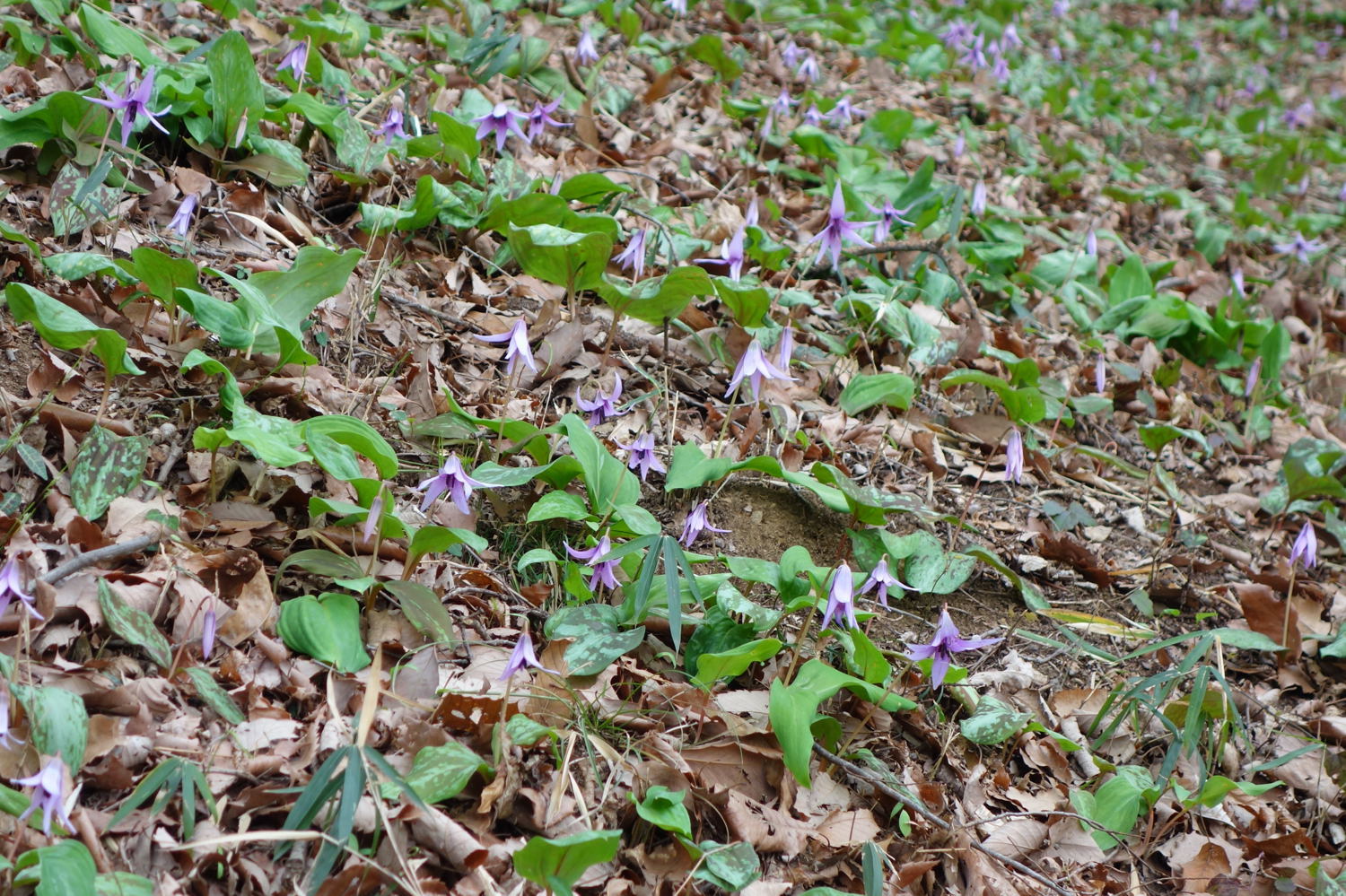 f0133213_20513274.jpg