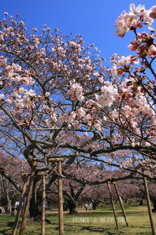 c0145250_14571491.jpg