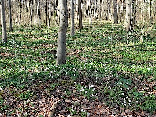e0357367_1747313.jpg