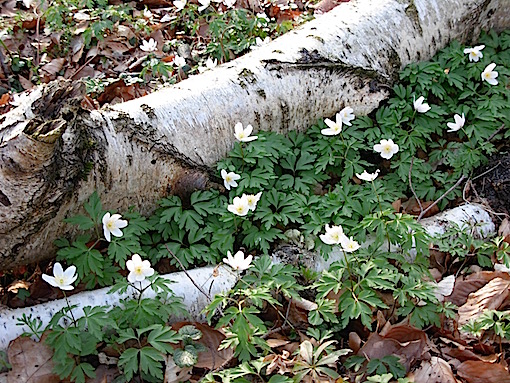 e0357367_18263563.jpg