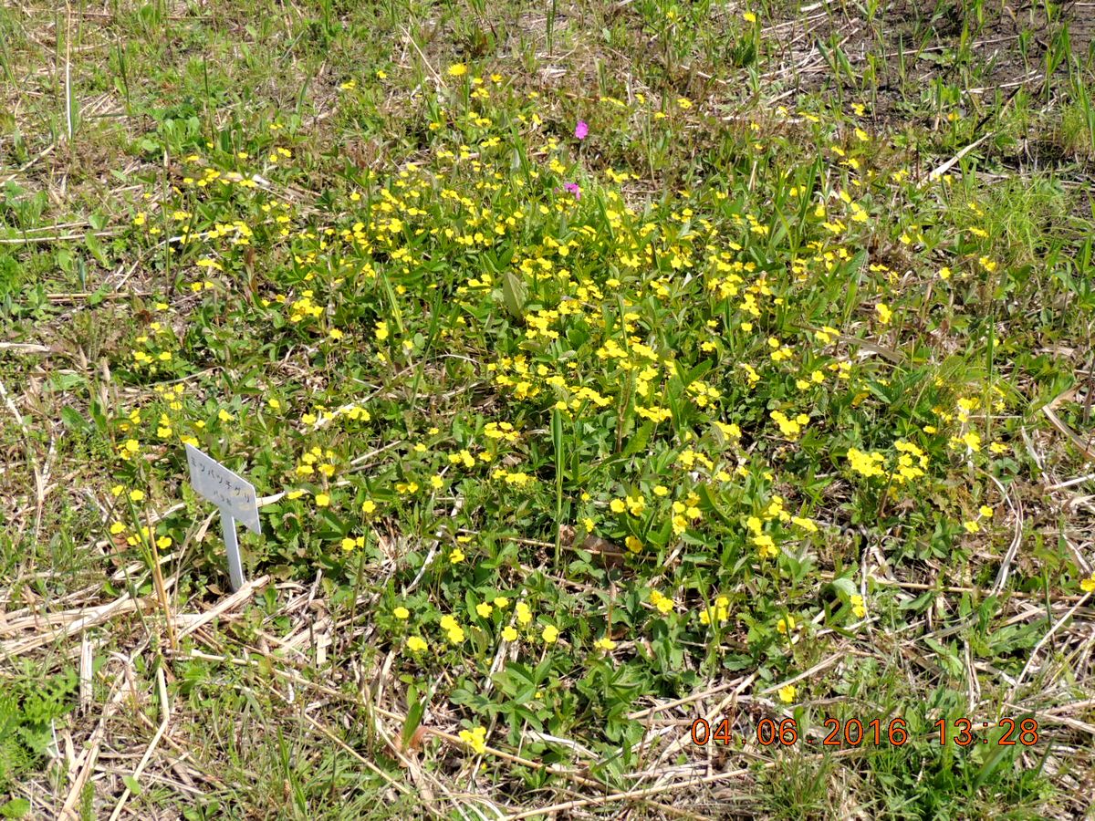 f0104277_5141496.jpg