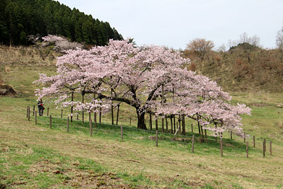 c0152779_2092124.jpg