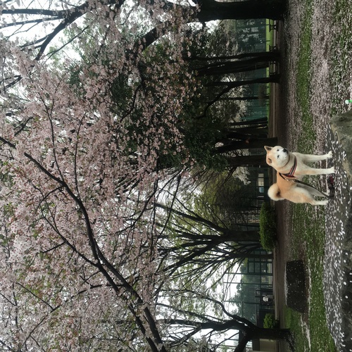 c0123890_20434683.jpg