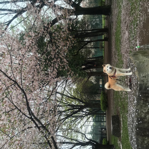 c0123890_20441465.jpg