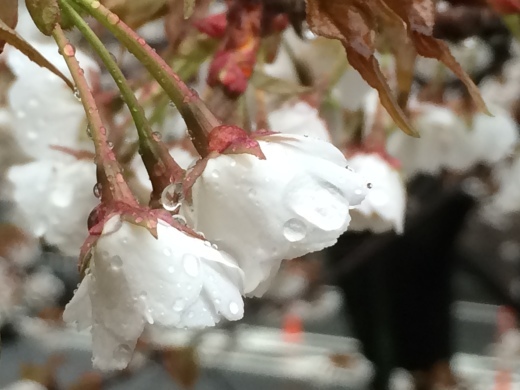 f0201297_00455079.jpg