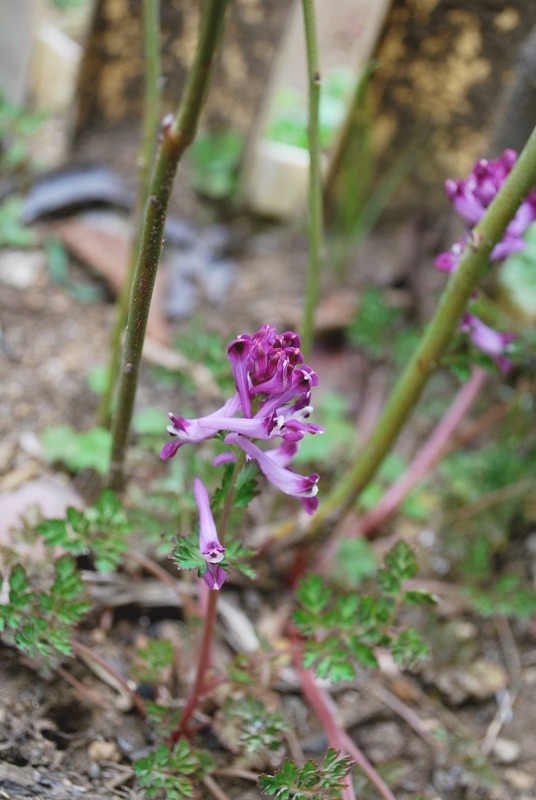 e0025300_23041.jpg