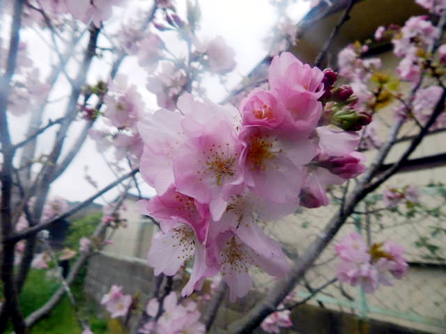 b0352112_17482514.jpg
