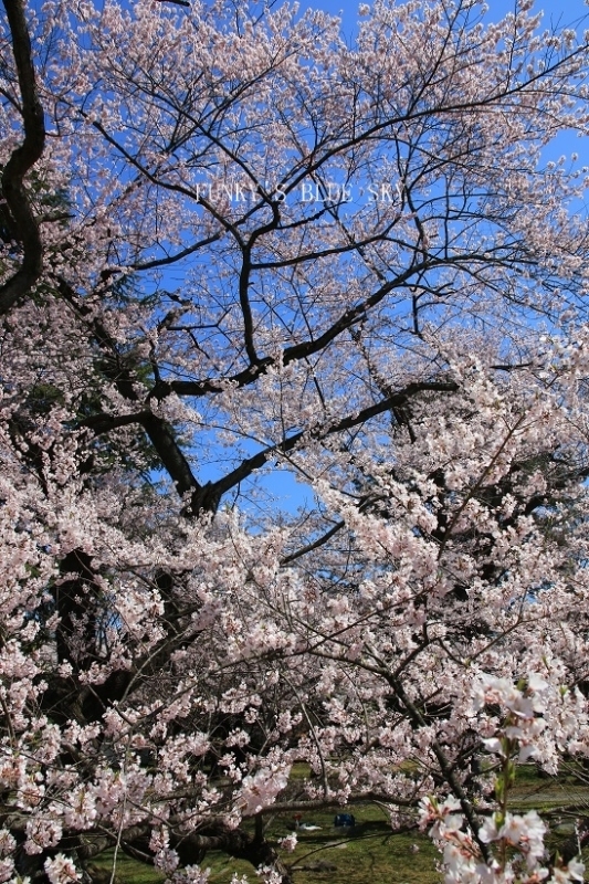 c0145250_15512199.jpg
