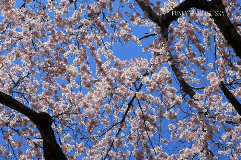 c0145250_15523943.jpg