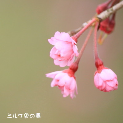 c0368870_23500341.jpg