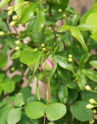 e0154682_23503598.jpg