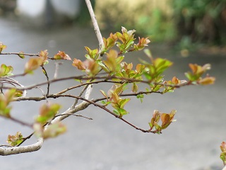 e0130185_1228422.jpg