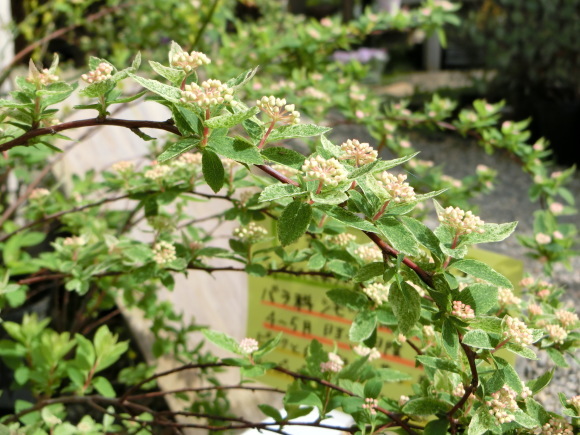 a0139007_21185585.jpg