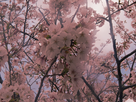 b0352112_20115633.png