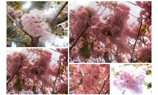 b0352112_20163420.png
