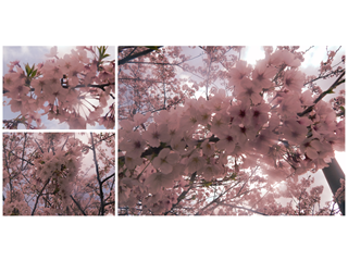 b0352112_20164887.png