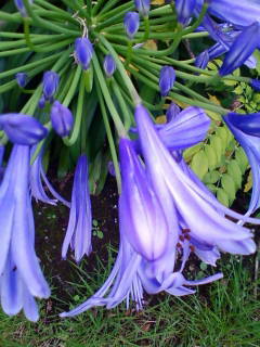c0074721_15080603.jpg