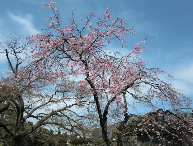 c0095424_1423418.jpg