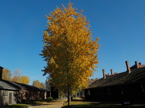 c0351060_14362901.jpg