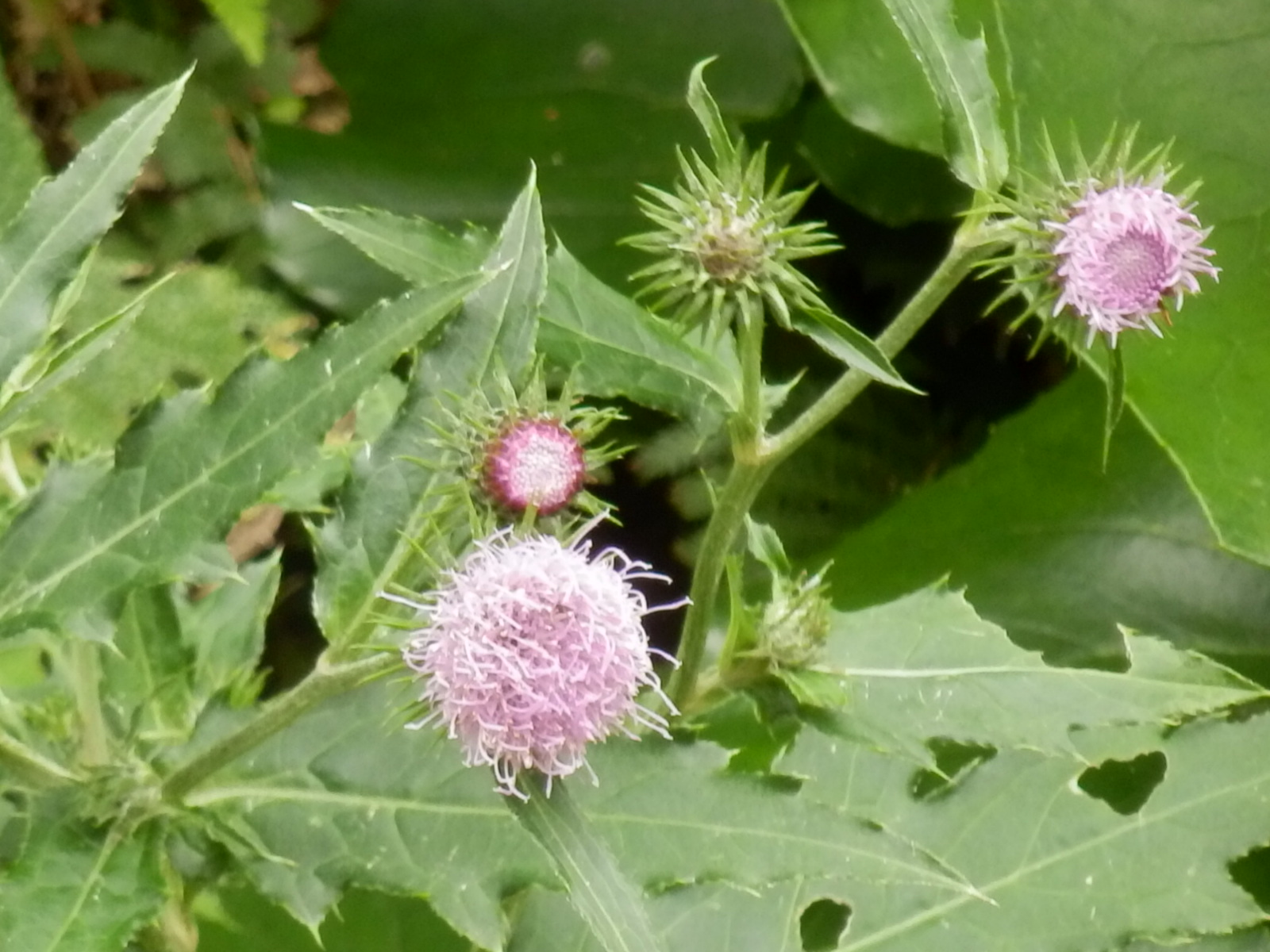 e0292172_2091244.jpg