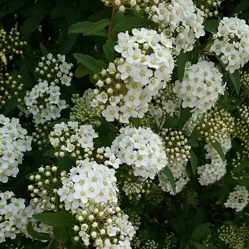 f0152875_08524359.jpg