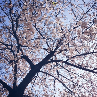e0062884_1312071.jpg