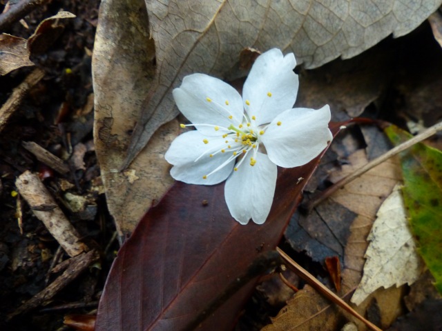 f0357487_2225342.jpg