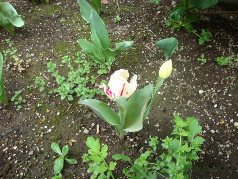c0322794_23565411.jpg