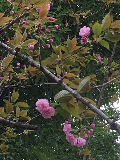 b0160300_14135392.jpg