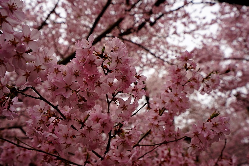 c0339900_2013598.jpg