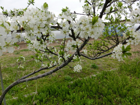 a0203003_19151298.jpg