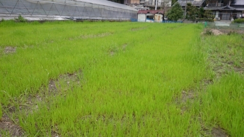 b0187620_20502089.jpg