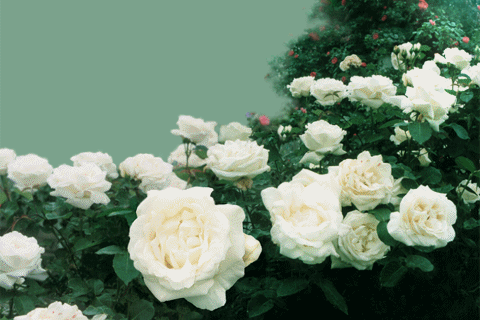 d0131847_19270869.gif