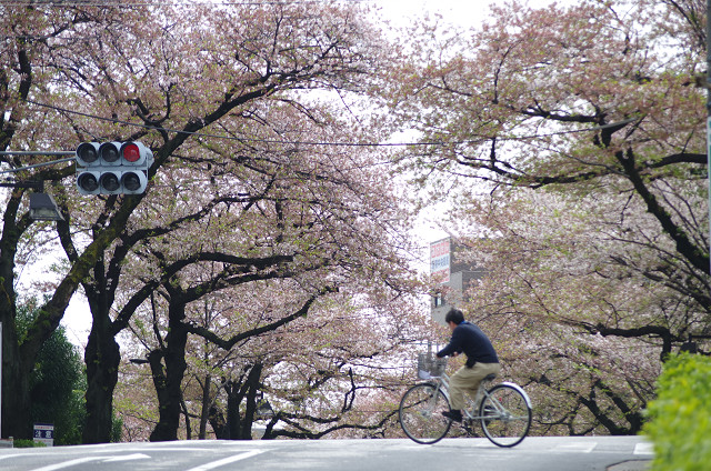 c0080357_1159081.jpg