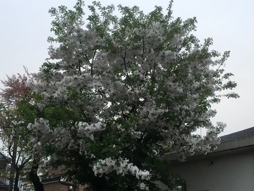 c0123890_19554755.jpg