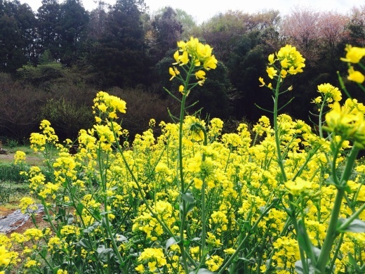 f0201297_00560741.jpg